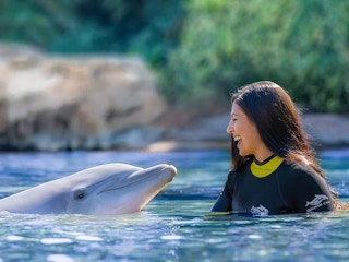 person swimming with dolphin at discovery cove orlando park