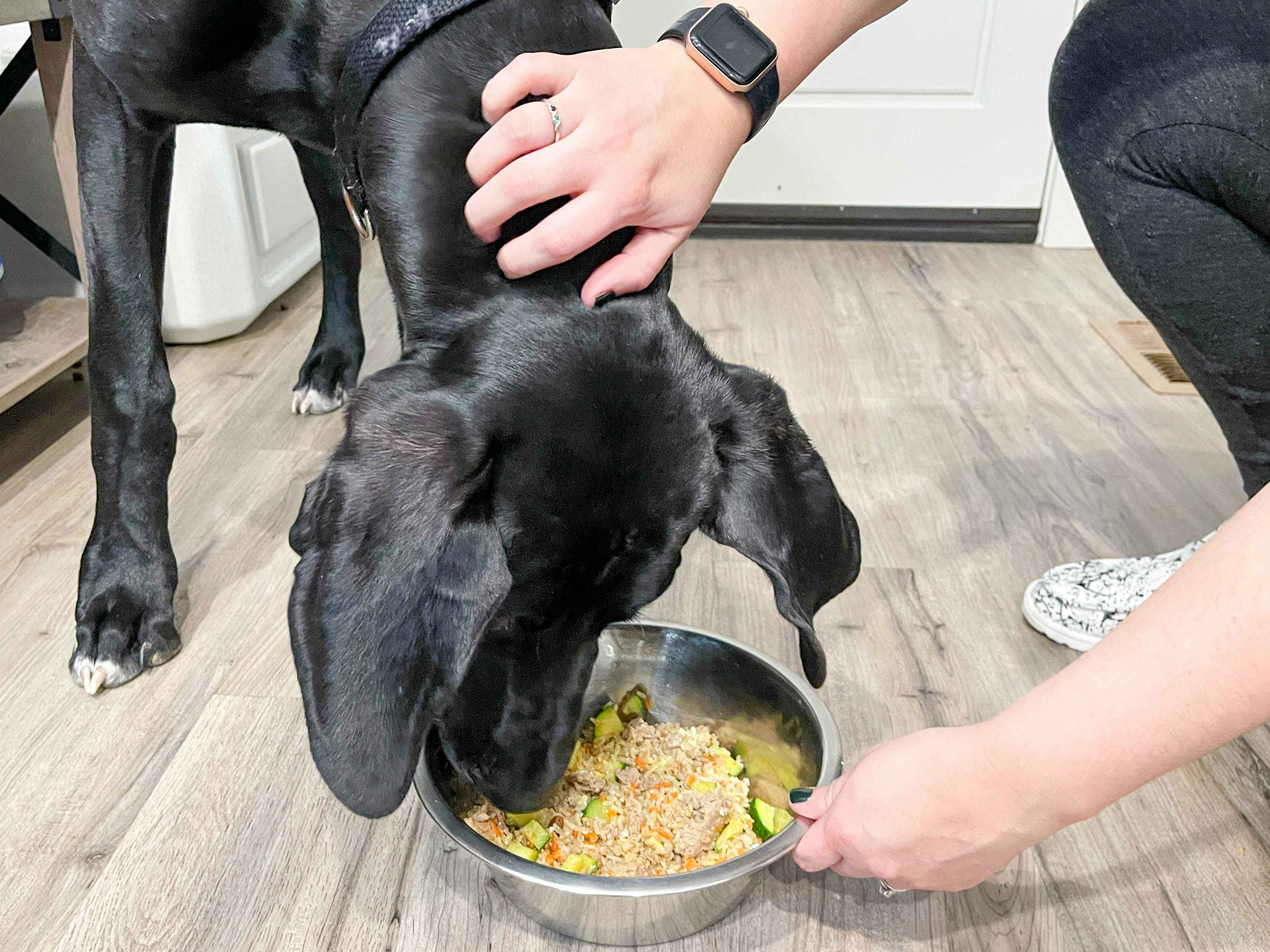 a dog eating homemade dog food from a dog bowl