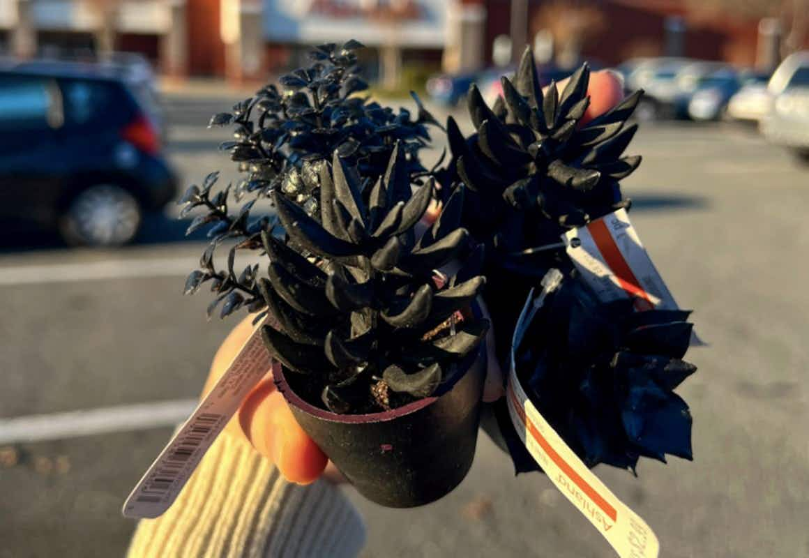 someone holding succulents