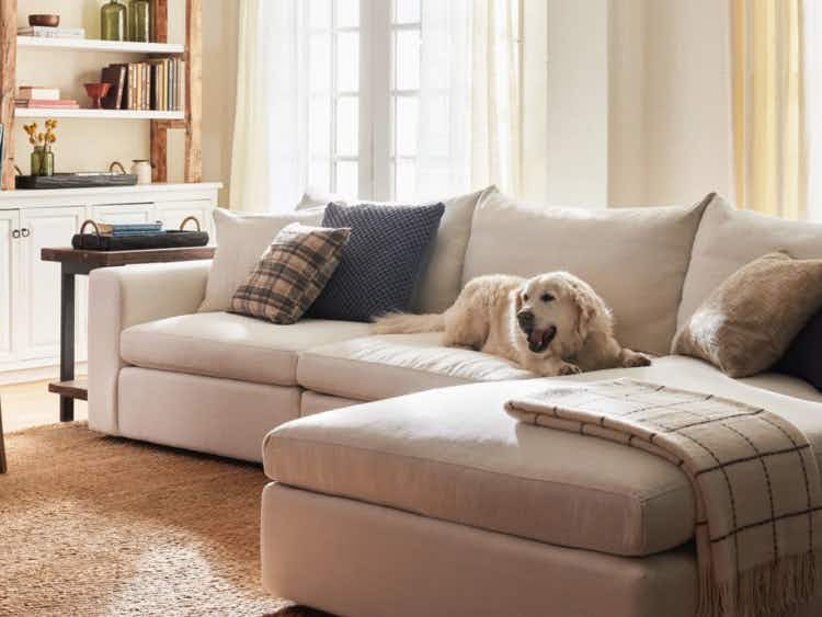 Dog sitting on a sectional couch