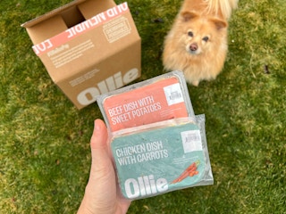 a dog sitting with ollie dog food