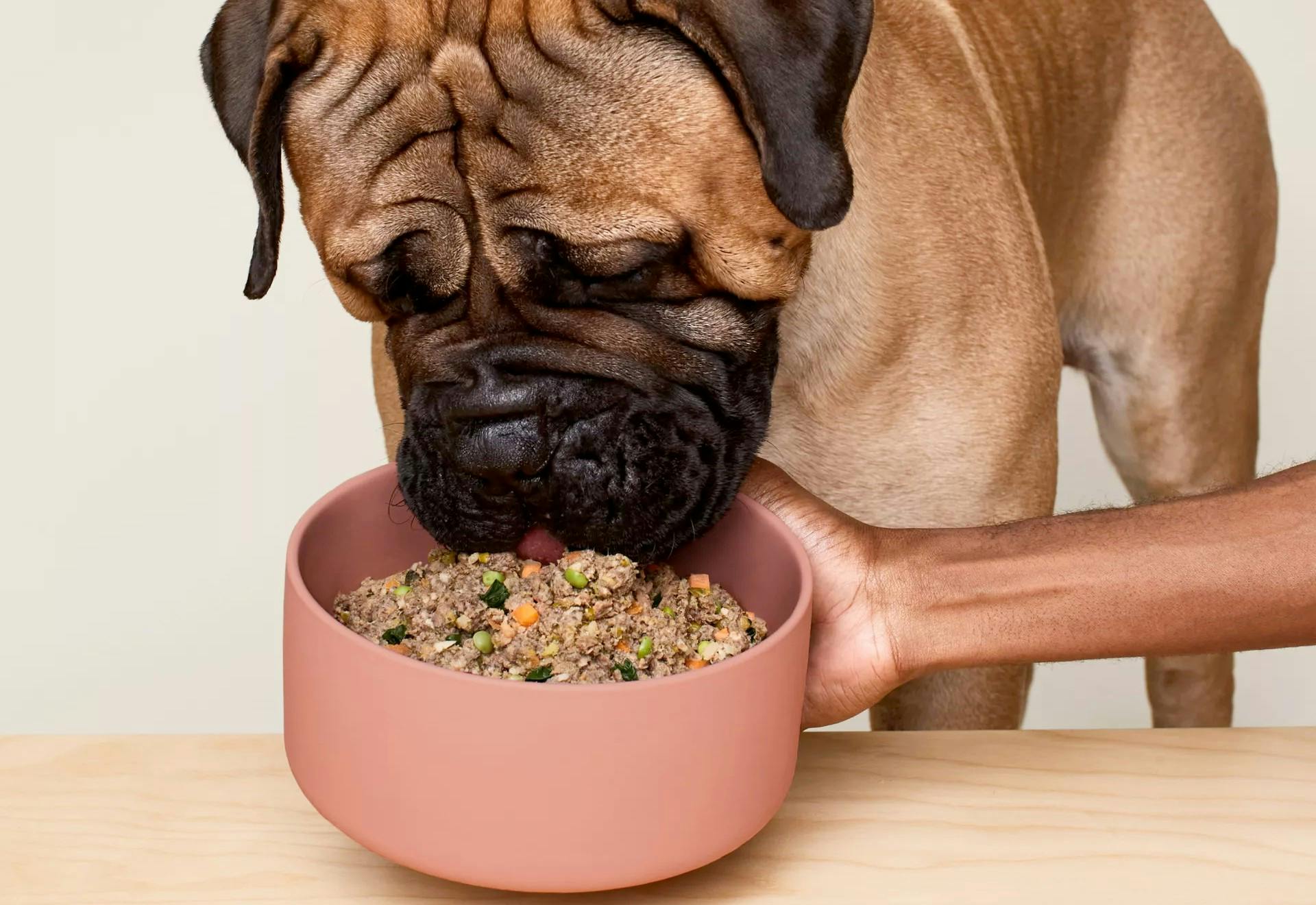 What Is Ollie Dog Food what-is-ollie-dog-food