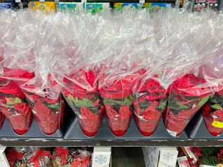 poinsettia black friday lowes 2022 1 1669385695 1669385695