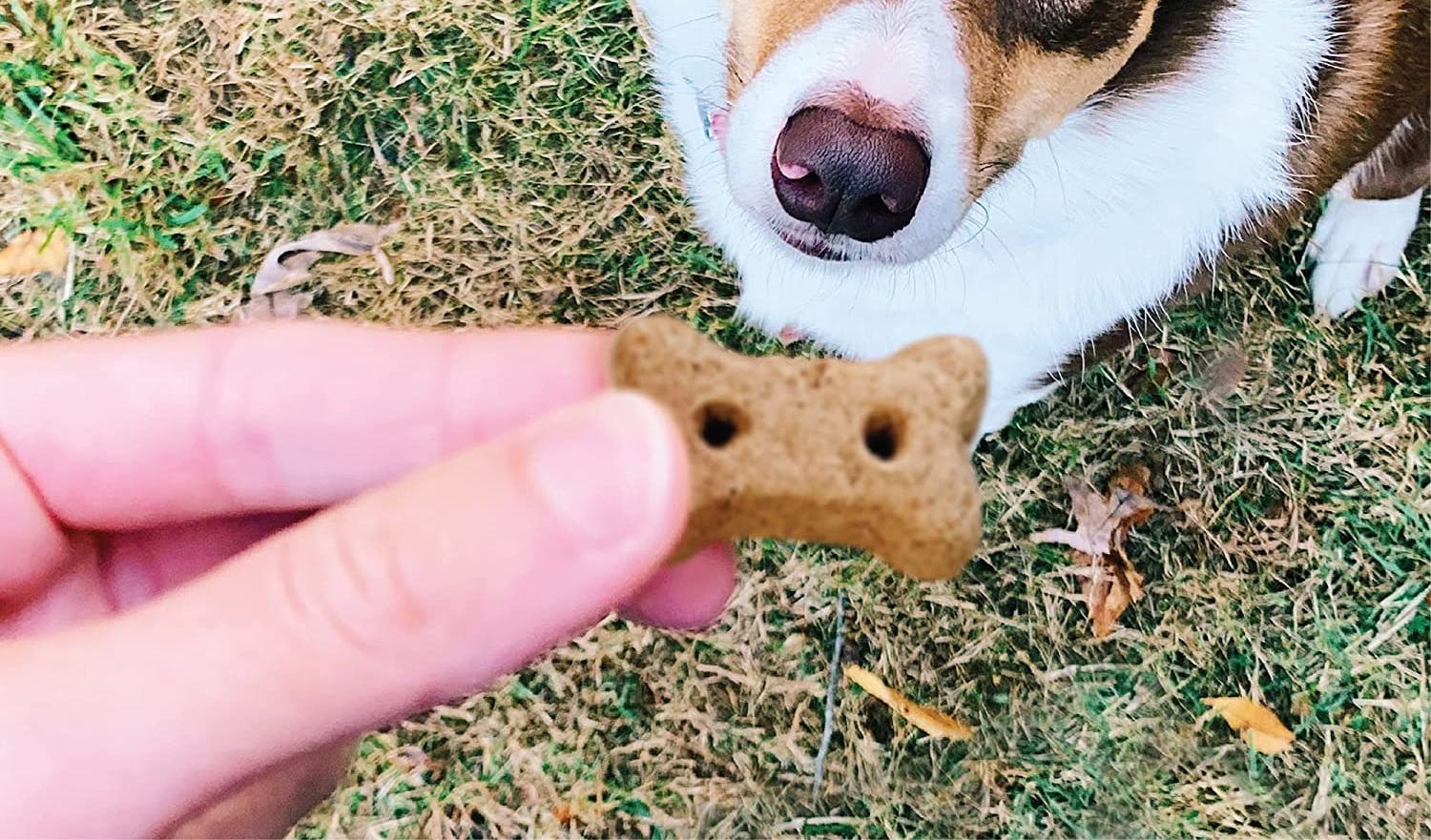 do dog treats expire