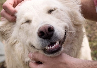 amazon greenies gingerbread chews 2022 2 1670095315 1670095315