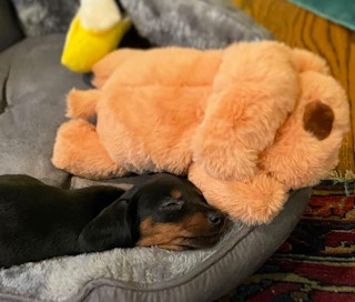 amazon snuggle puppy sleep aid 2022 2 1671299209 1671299209