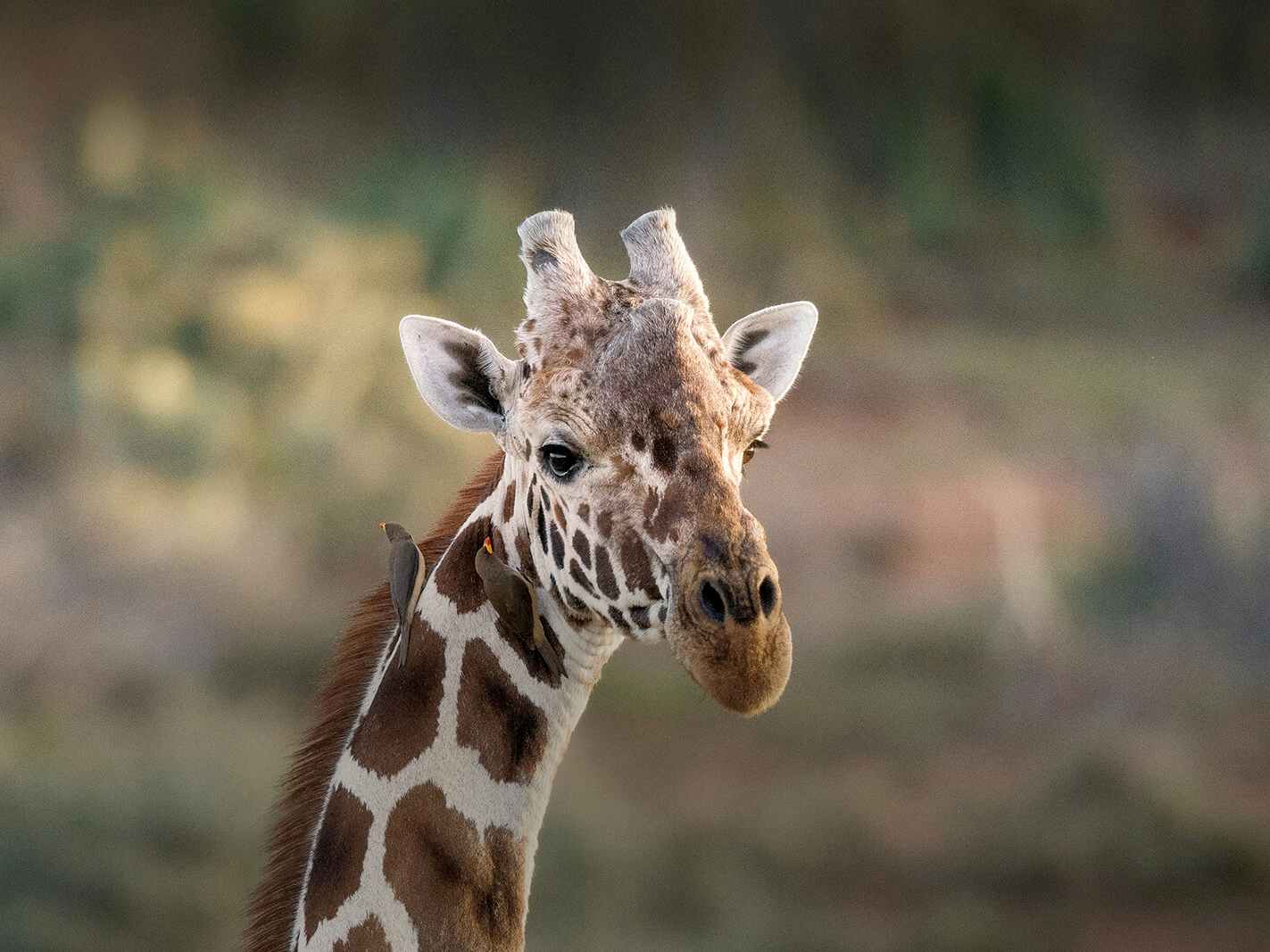 giraffe at san diego zoo in california
