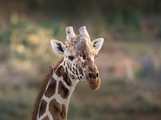giraffe at san diego zoo in california