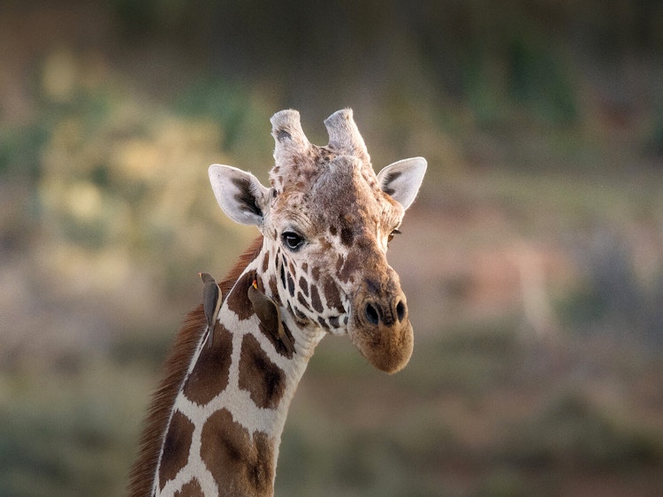 giraffe at san diego zoo in california