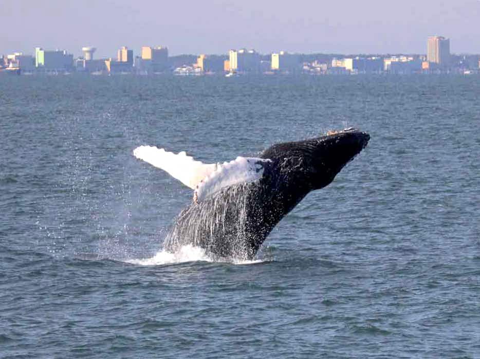 whale spotted from virginia beach aquarium boat tour