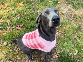 dog wearing sweater outside sitting in the grass