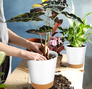 amazon planters 2023 2 1674847704 1674847705