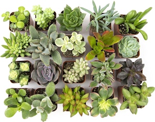 amazon succulents 1 1675102638 1675102638