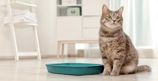 cat standing near litter box in home