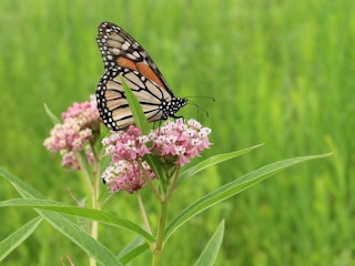 monarch butterfly on milkweed plant in field