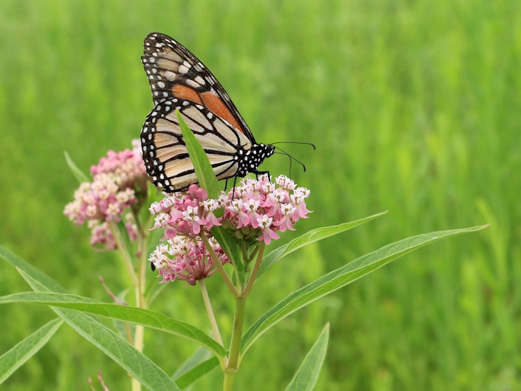 monarch butterfly on milkweed plant in field