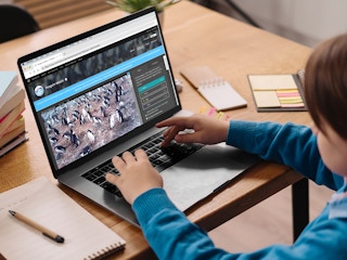 child participating in the nasa scientist penguin watch project on laptop