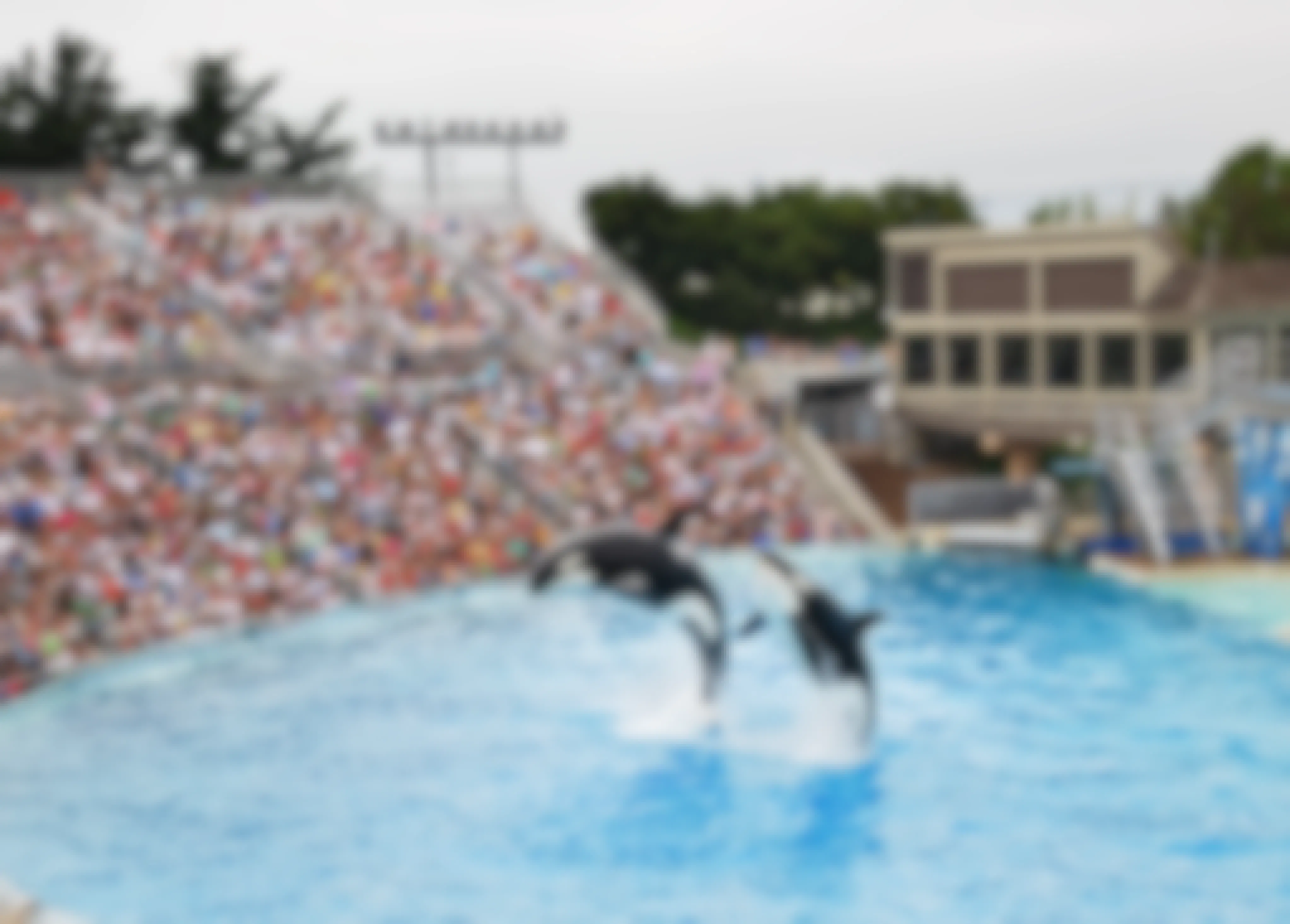 An orca jumping up out of the pool at SeaWorld San Diego with a full crowd of visitors watching in the stands