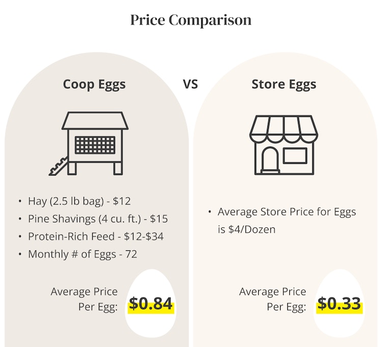 graphic showing the price comparison of having a chicken coop versus buying store-bought eggs