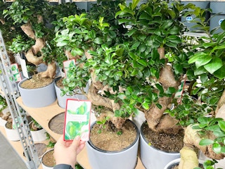 costco bonsai tree 1 jan 2023 1673281559 1673281559