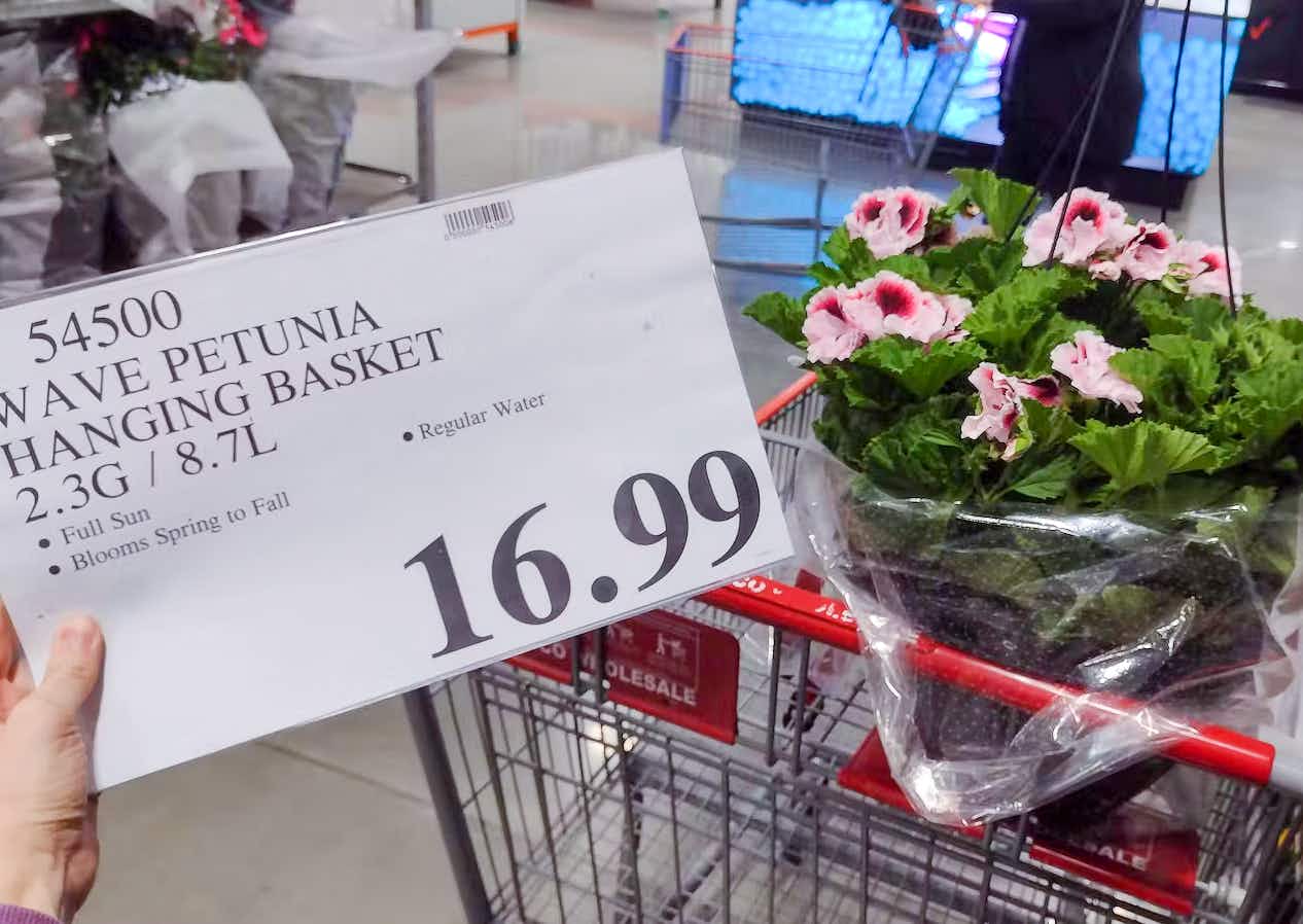 Costco flower basket sitting in a cart with a sign that says $16.99 next to it
