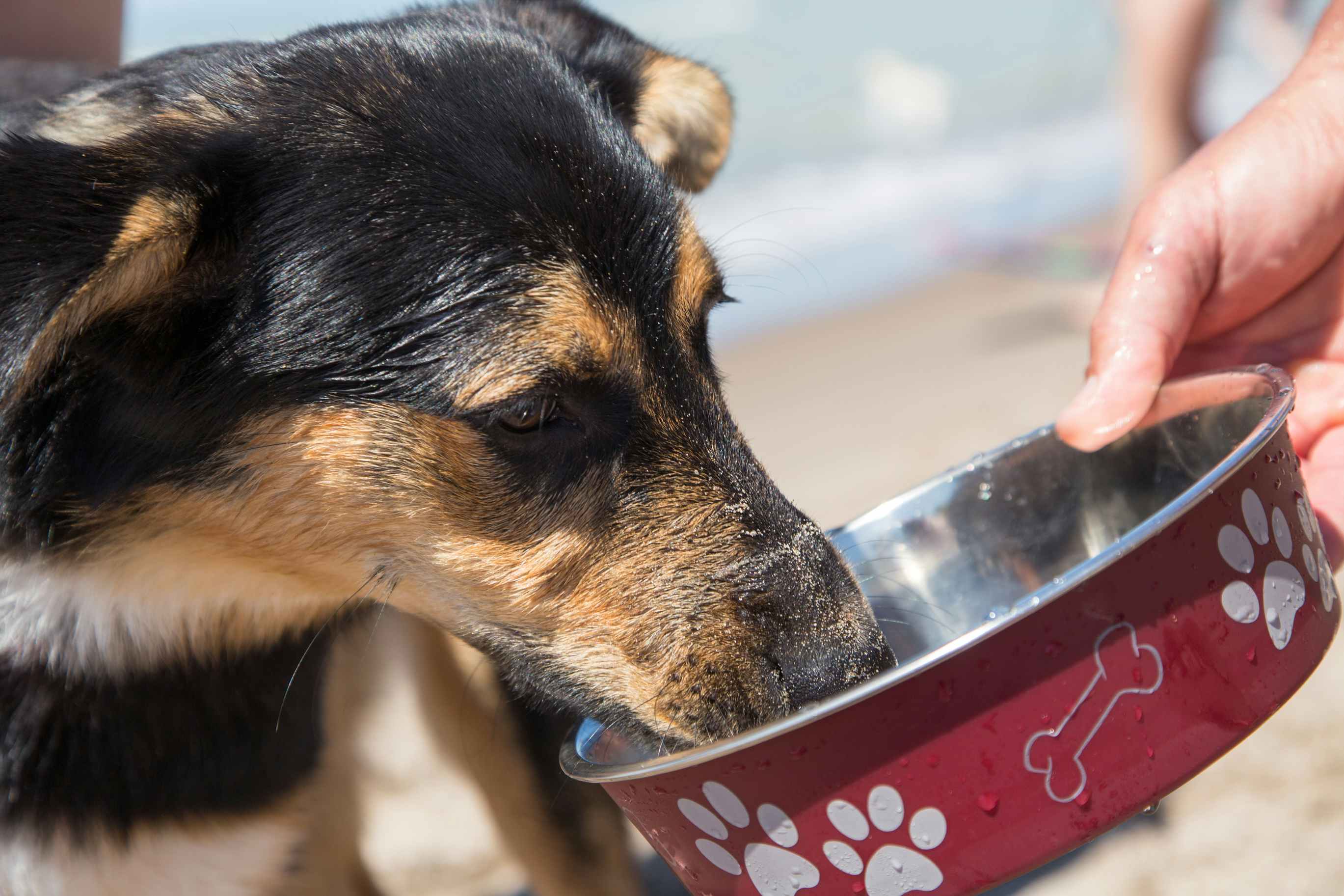 Dog drinking from dog bowl while on the beach