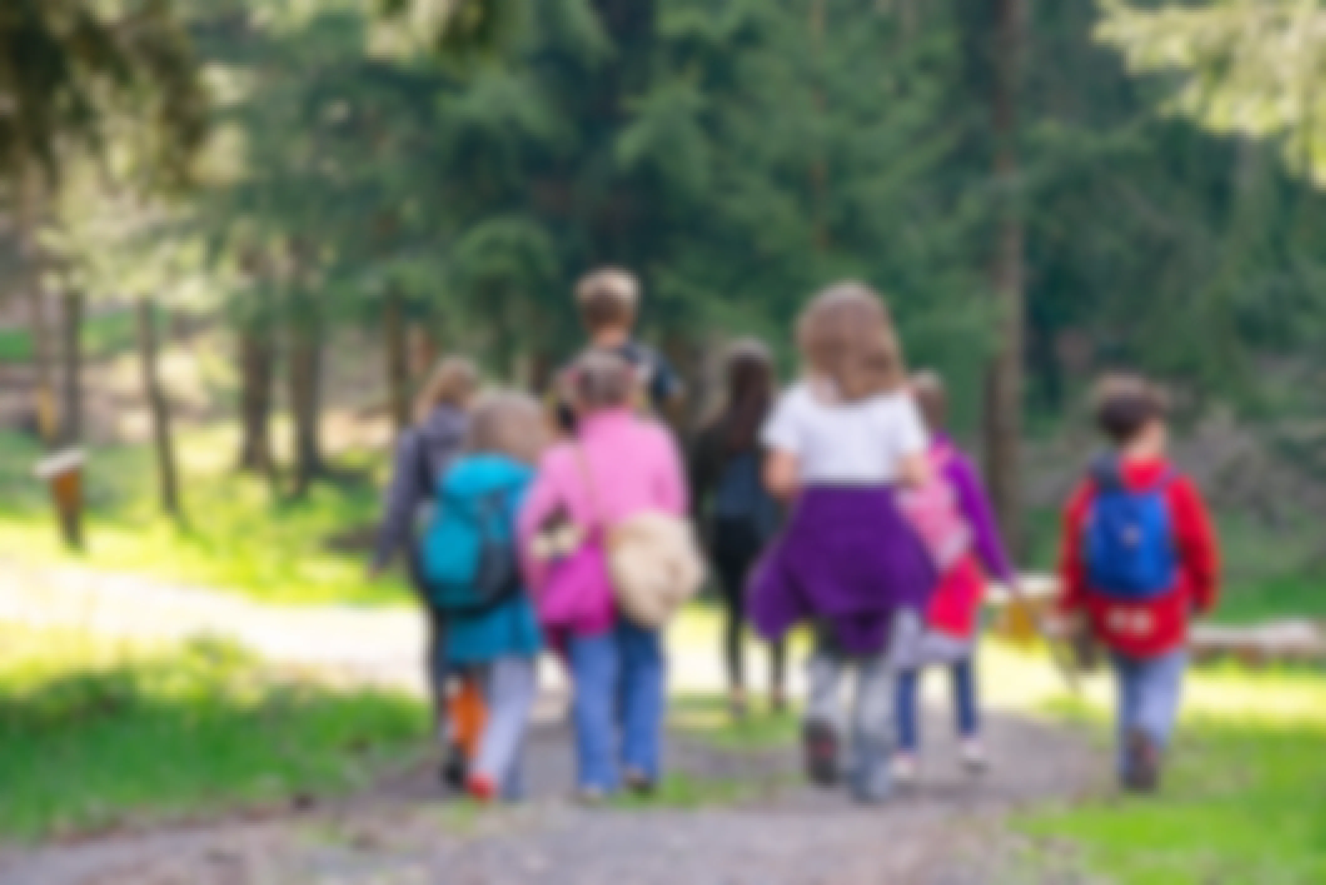 A group of elementary school kids entering a forest for a hike