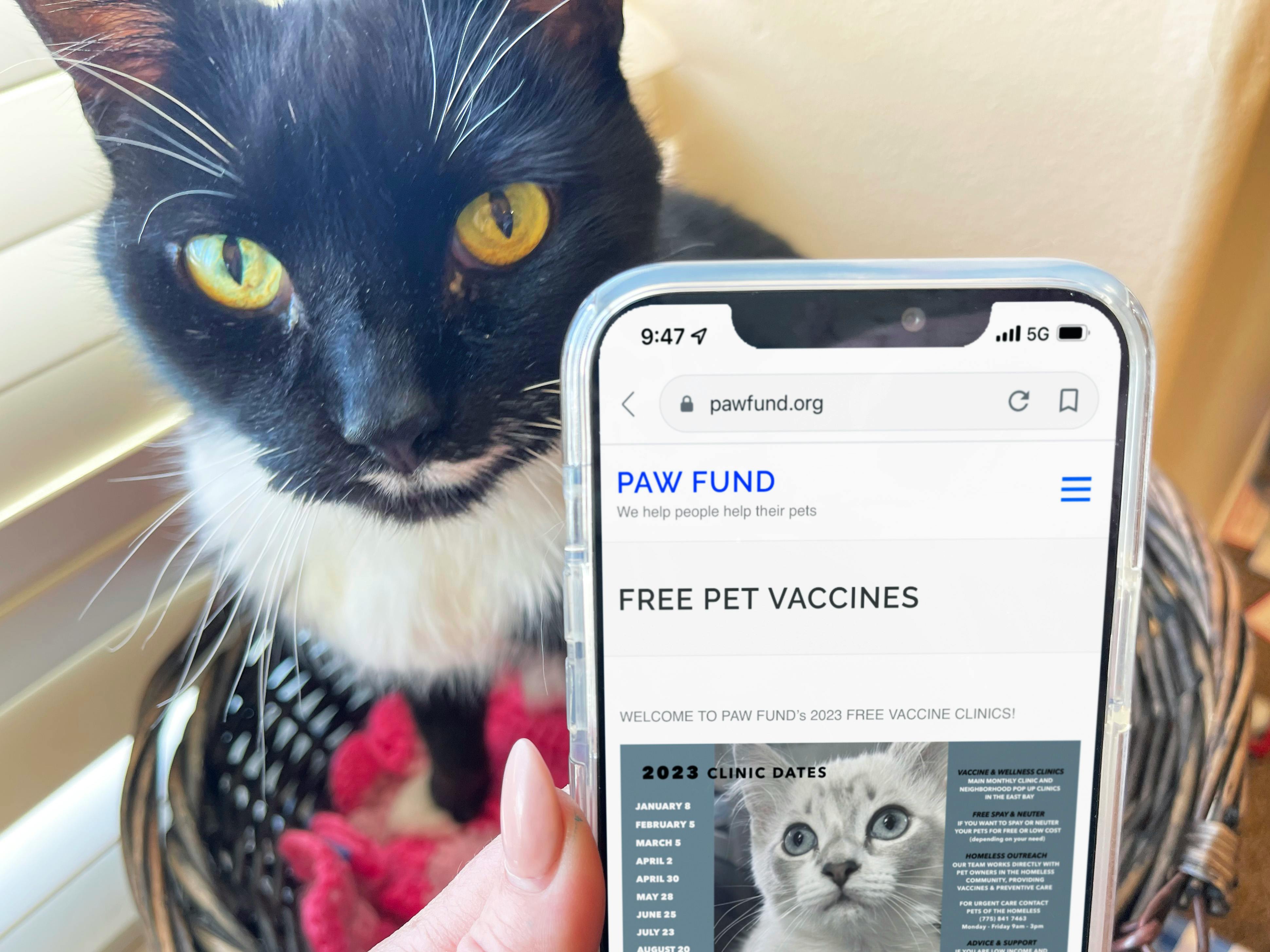 a person holding a cell phone with free pet vaccines on screen next to a cat 