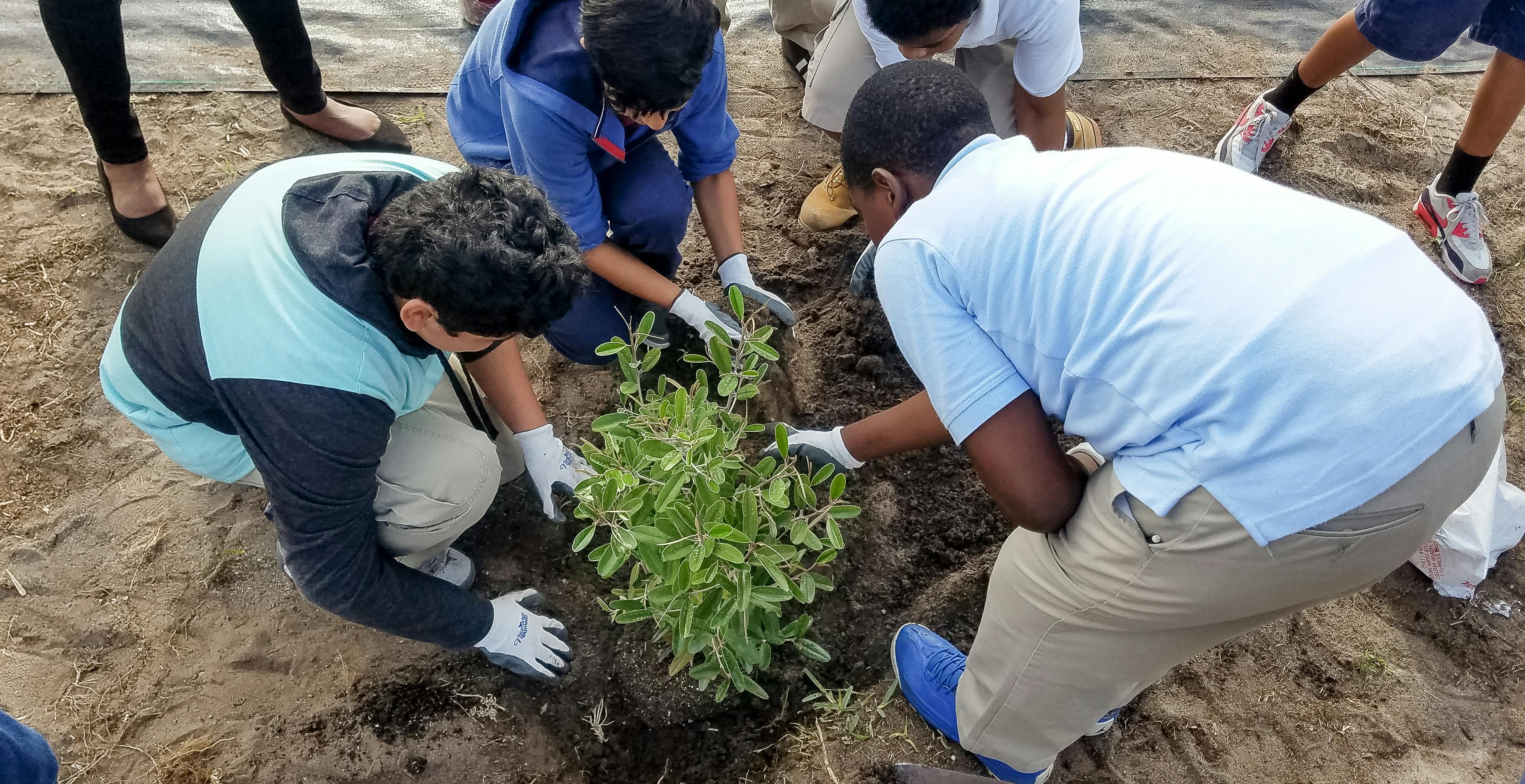 10 Ways to Get Free Trees From the Government in 2023