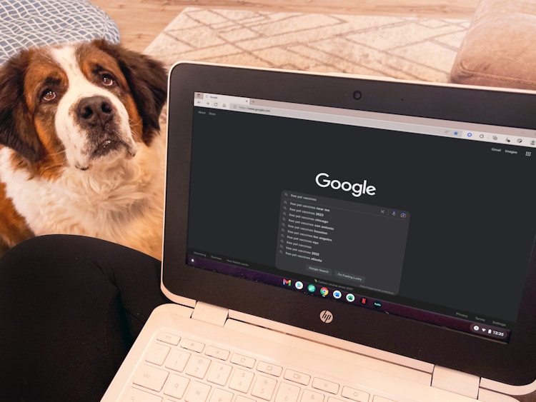 a person on a lap top googling free pet vaccines with a dog on the floor 