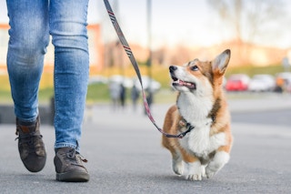 A person walking a cute dog