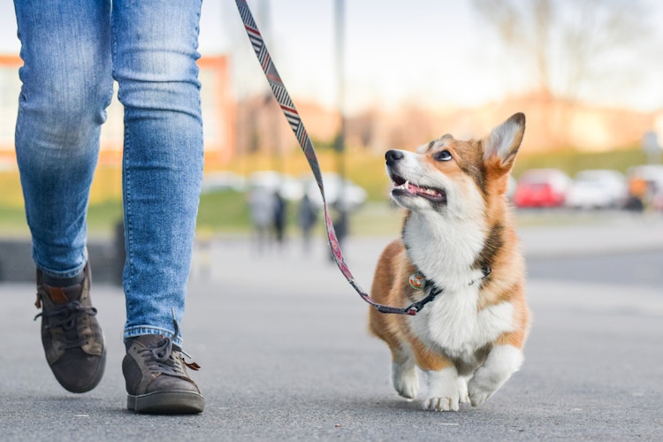 A person walking a cute dog