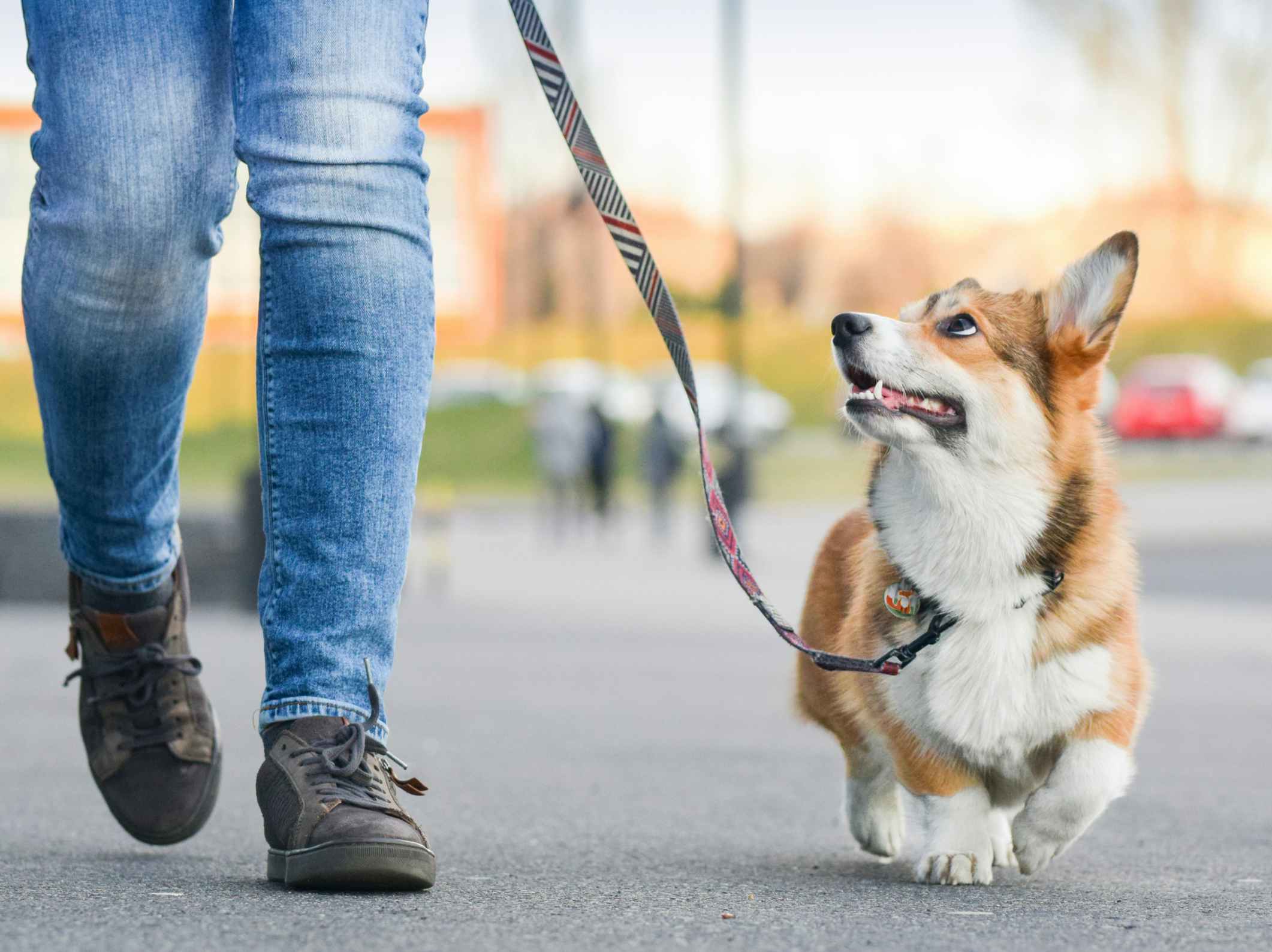 A person walking a cute dog