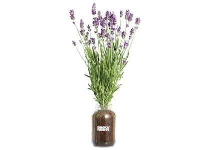 Lavender Planter Kit