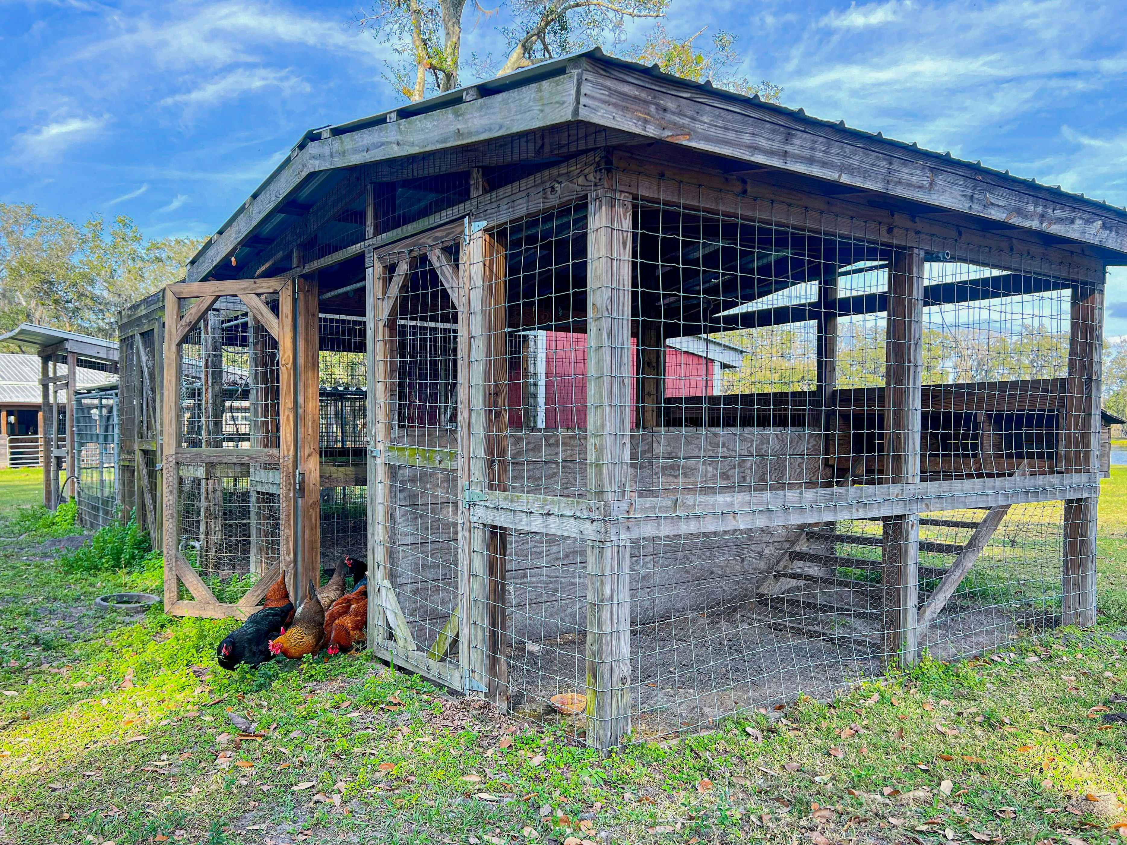 A large chicken coop with some chickens pecking in the grass