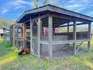 A large chicken coop with some chickens pecking in the grass