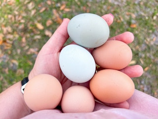 Someone holding a handful of fresh eggs from the chicken coop
