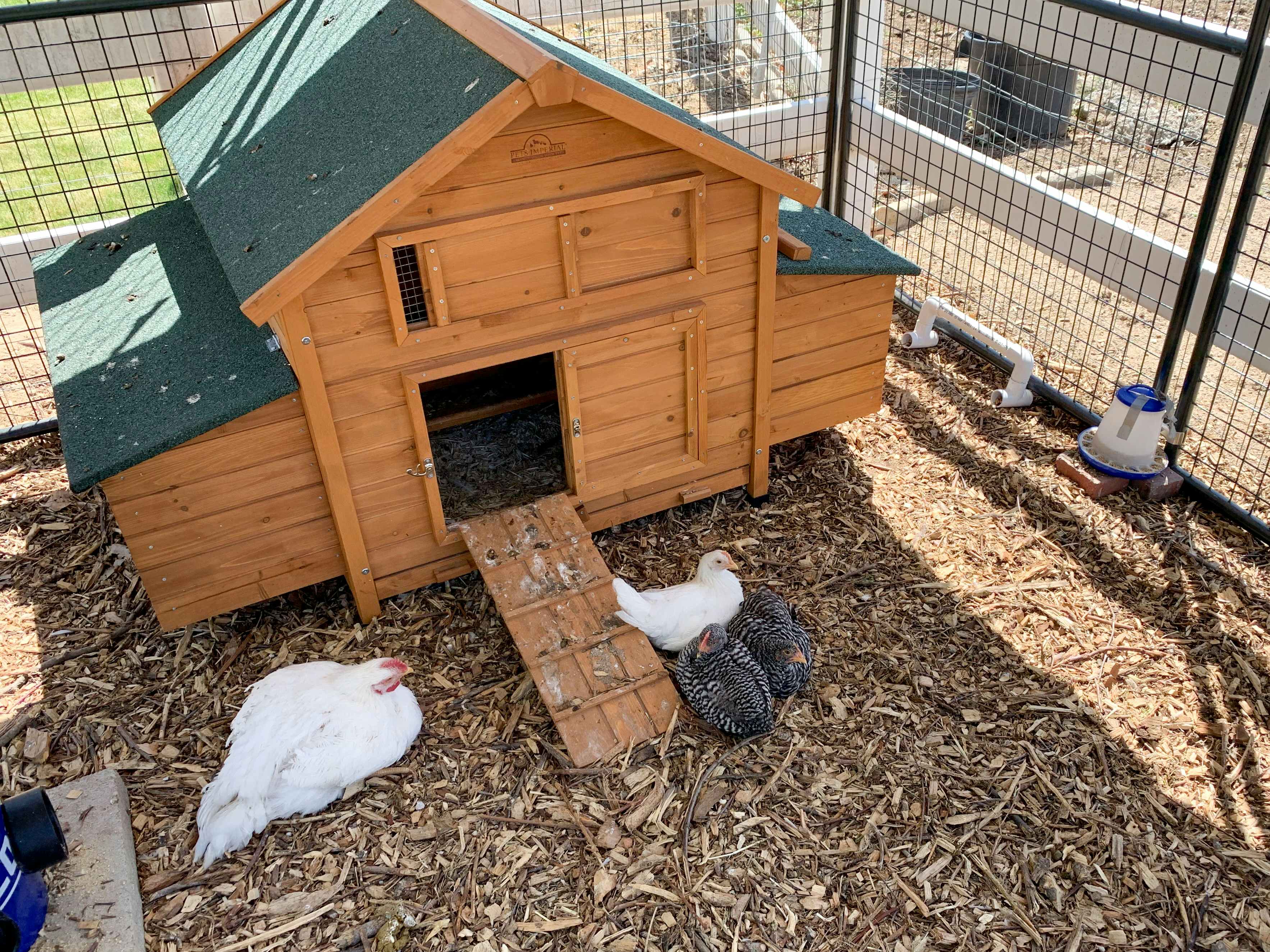 Some chickens in a fenced area, sitting beside their coop