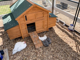 Some chickens in a fenced area, sitting beside their coop