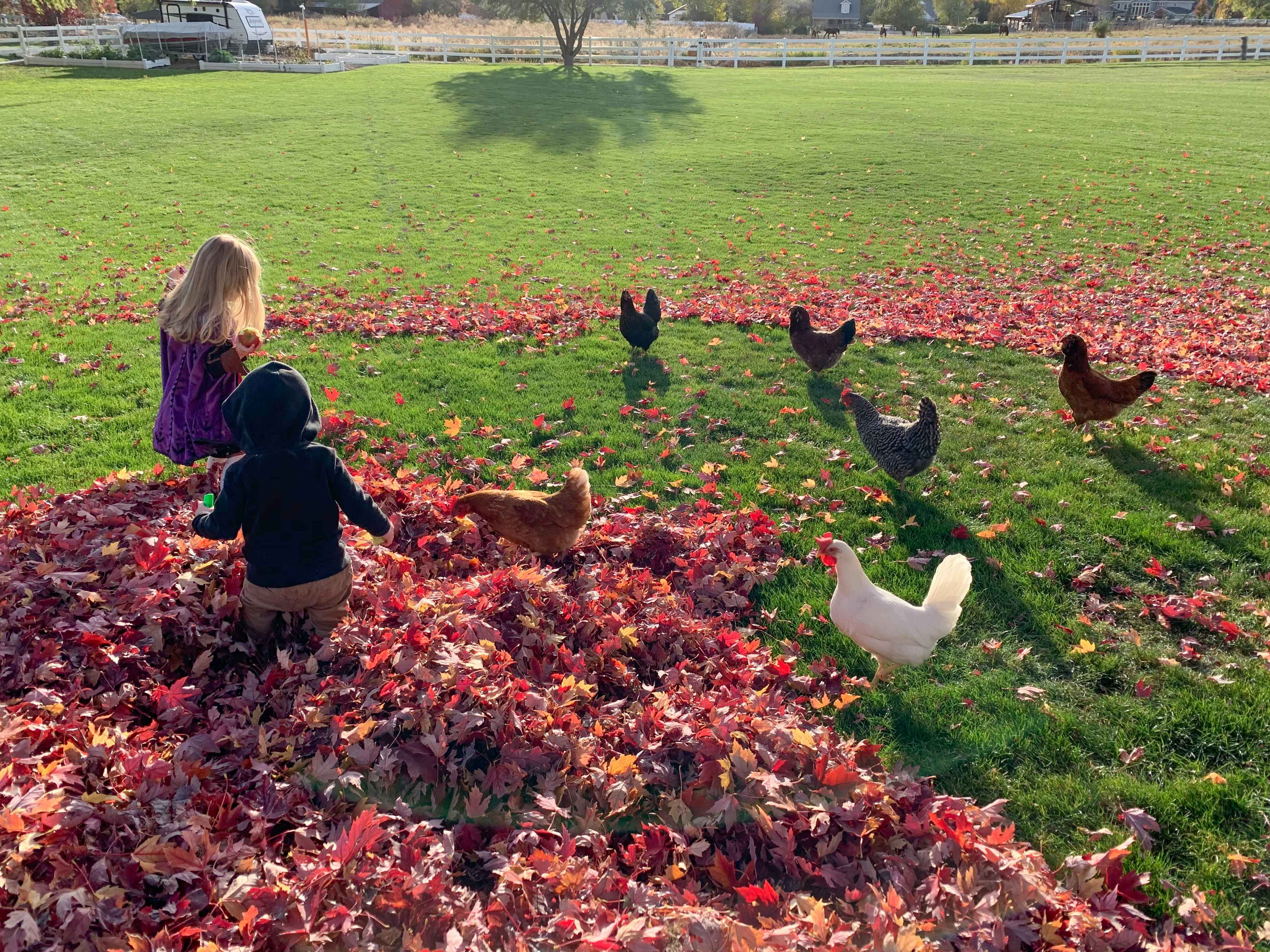 Children playing in the leaves with some chickens walking around on the grass