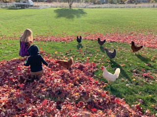 Children playing in the leaves with some chickens walking around on the grass