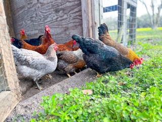 Some chickens pecking in the grass outside of their coop
