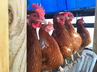 Some chickens perched on a pole inside their coop