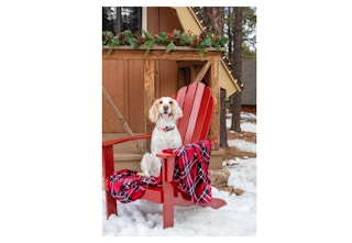 petsmart dog sponsored 1673621174 1673621174