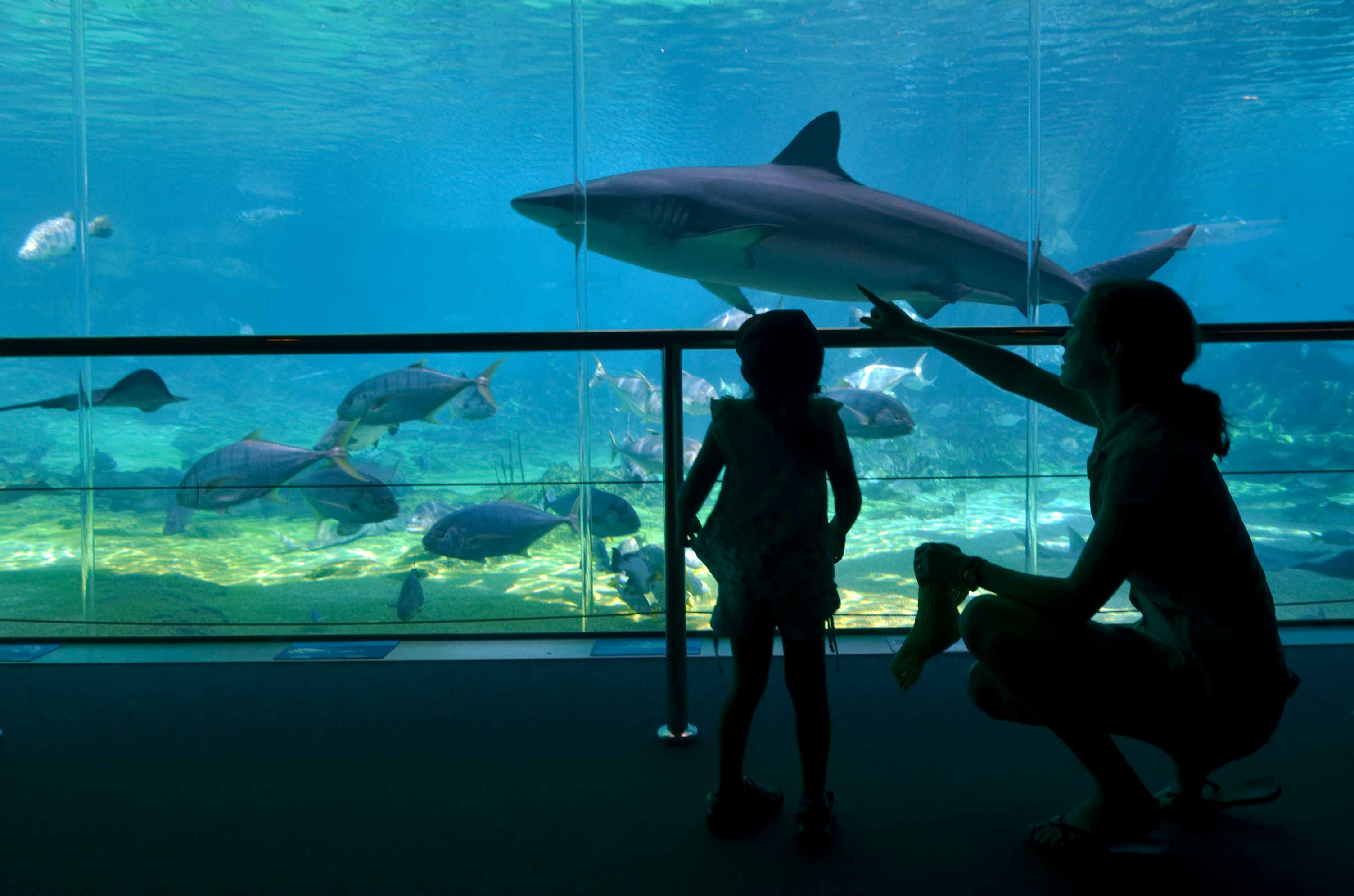 A parent and child looking through the glass of an aquarium at a shark swimming by