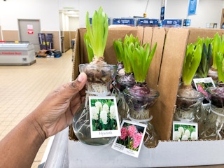 aldi hyacinth in glass vase feb 2023 1676648953 1676648953