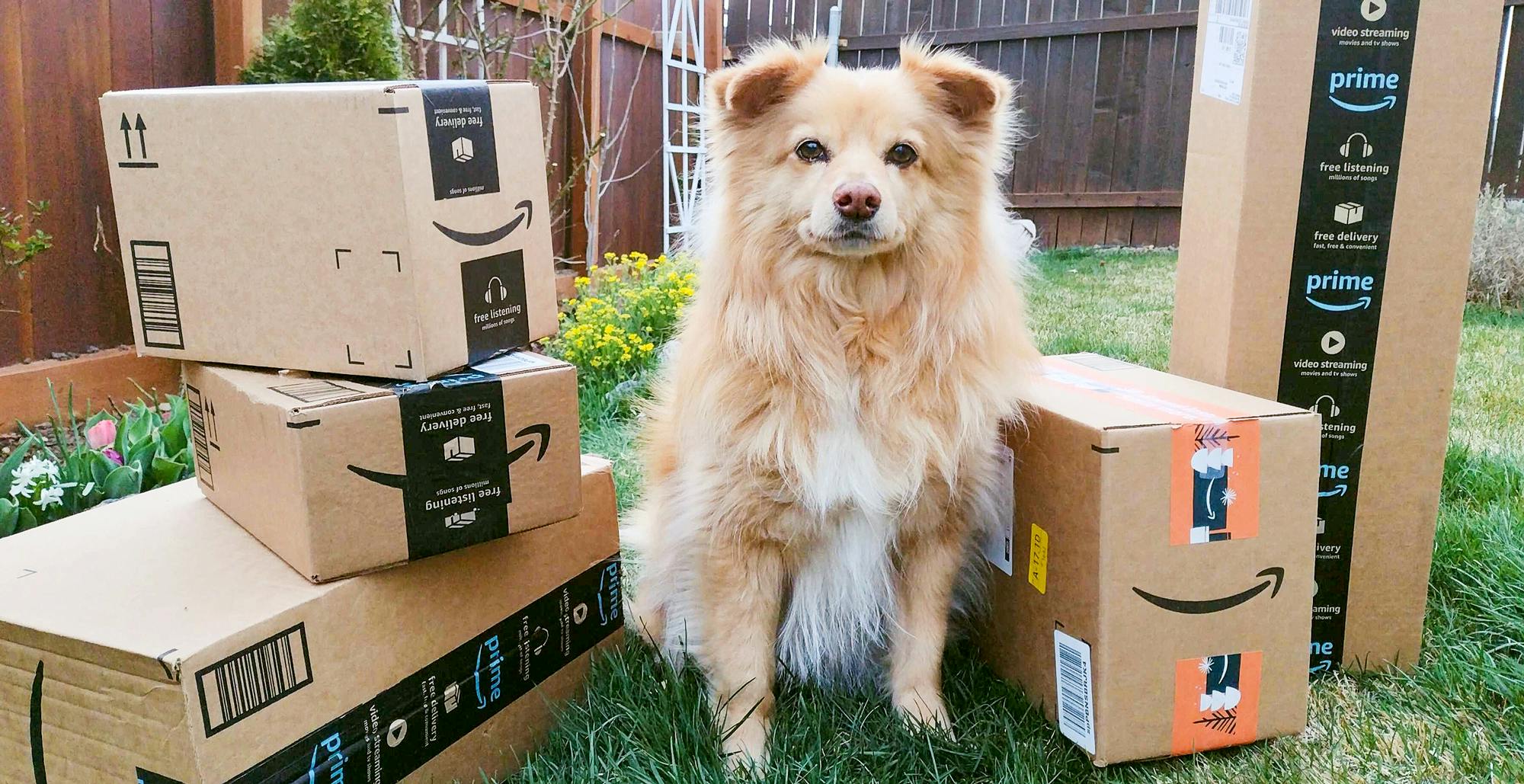 dog in backyard sitting with amazon boxes