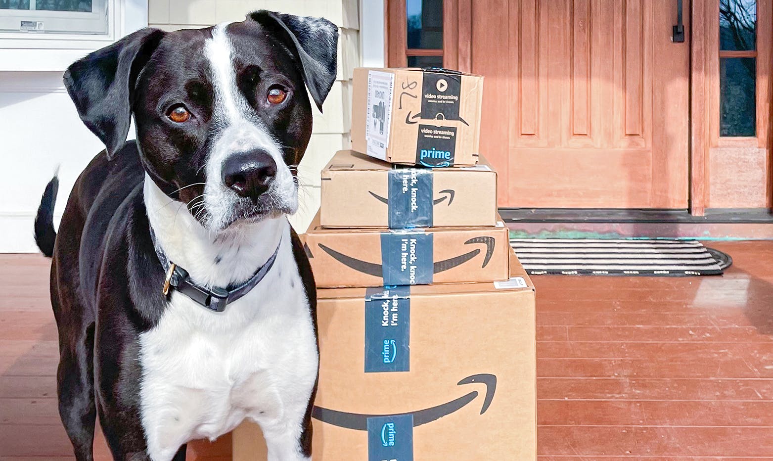 Amazon Pet Deals 2023 Save 65 on Food, Toys, and More Final Deals! The Krazy Coupon Lady