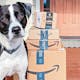 amazon-boxes-pets-dog-doorstep-reuploaded-feature