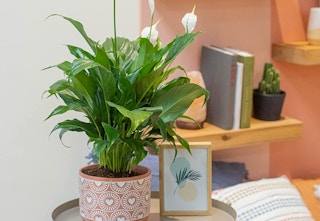 amazon costa plants 2023 2 1675541393 1675541393